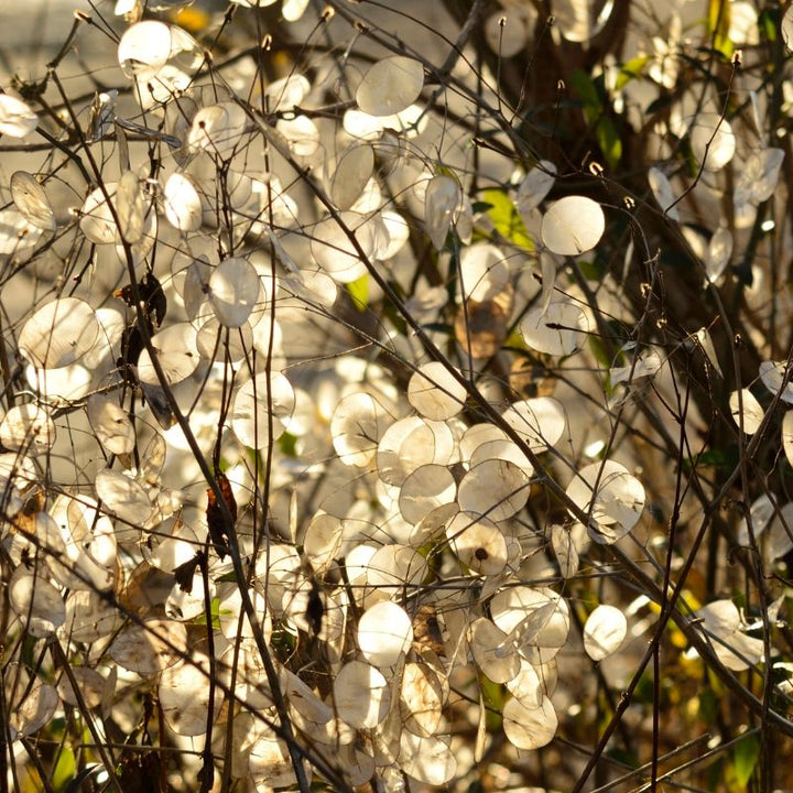 Judaspenge (hvid) - Frøsnapperen.dk