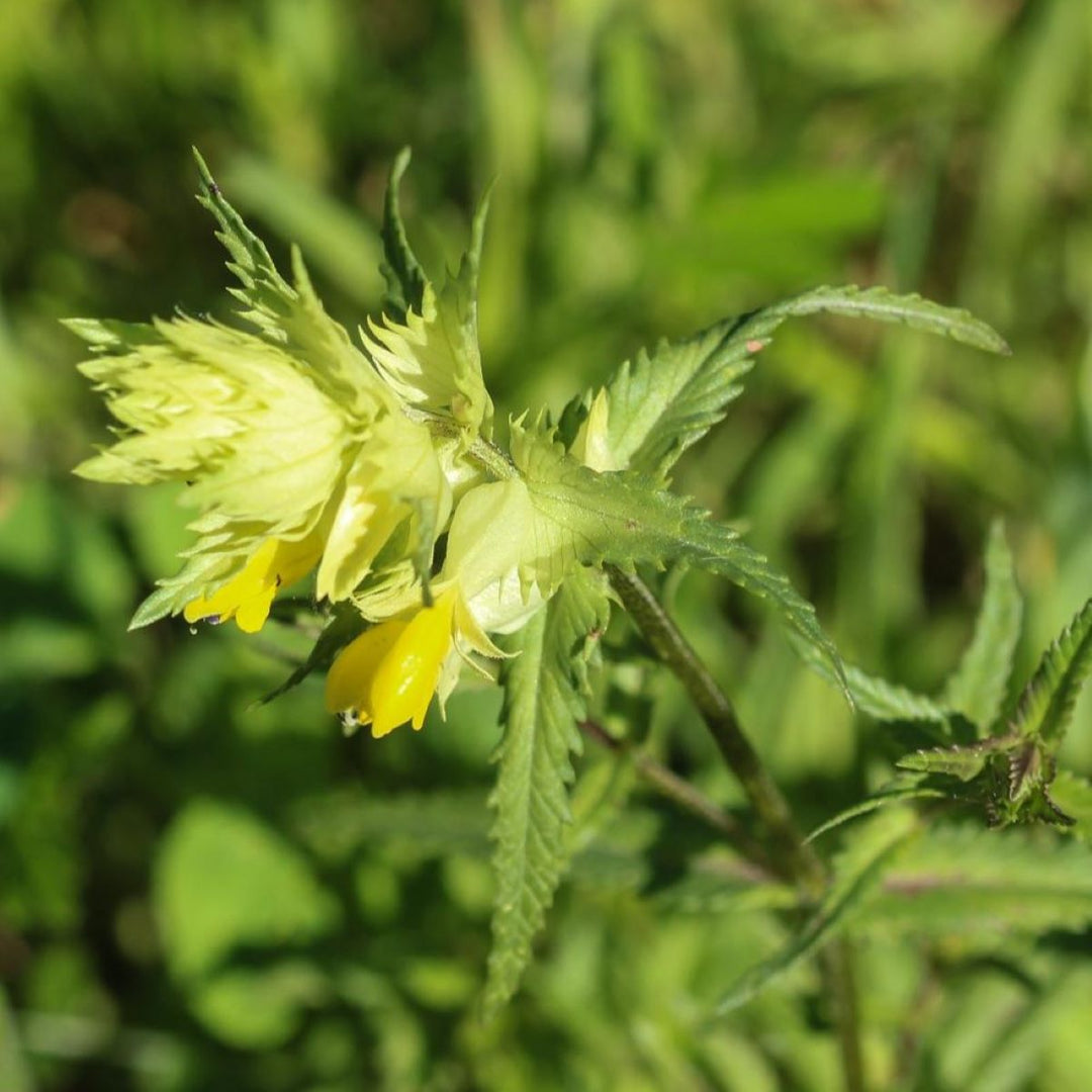 Liden Skjaller (til blomstermix) - Frøsnapperen.dk