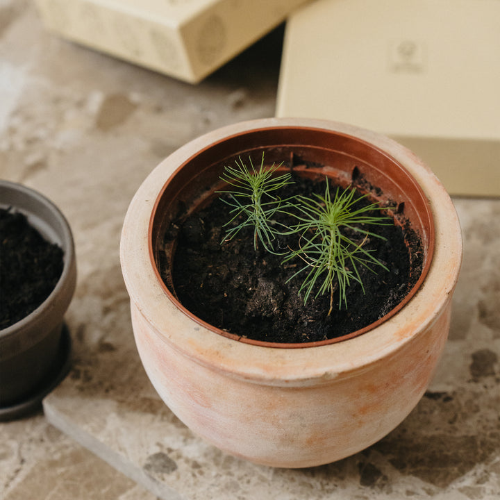 Noas Have - closeup af potte med små skovfyrplanter