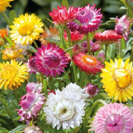 Papirblomst 'Tom Thumb Mix' - Frøsnapperen.dk