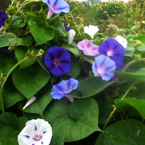 Pragtsnerle 'Imperial Mix'