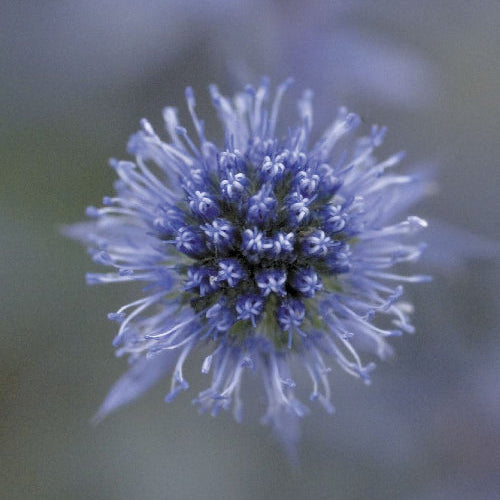 Mandstro 'Blue Glitter' - Frøsnapperen.dk
