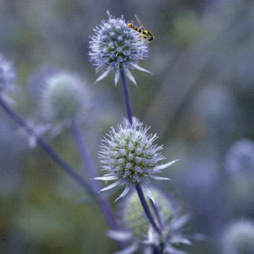 Mandstro 'Blue Glitter' - Frøsnapperen.dk