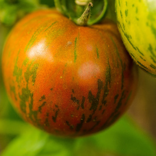 Tomat 'Black Zebra' - Frøsnapperen.dk