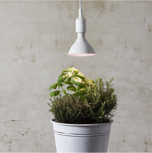 Vækstlys E27 stor med krydderurter