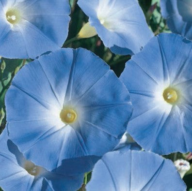 Pragtsnerle 'Heavenly Blue' - Frøsnapperen.dk