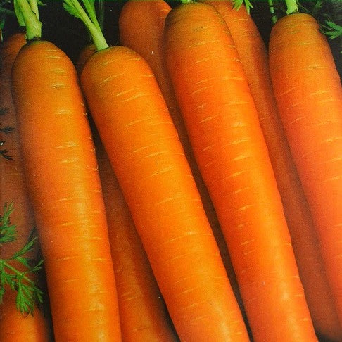 Gulerod 'Amsterdam 2' - Frøsnapperen.dk