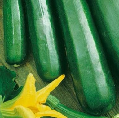 Squash 'Black Beauty' (økologisk) - Frøsnapperen.dk