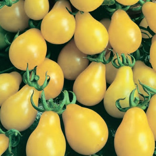 Tomat 'Yellow Pear' - Frøsnapperen.dk