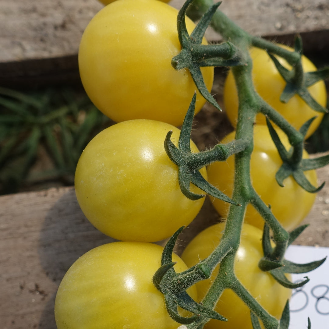 Tomat 'Suncitron F1' - Frøsnapperen.dk