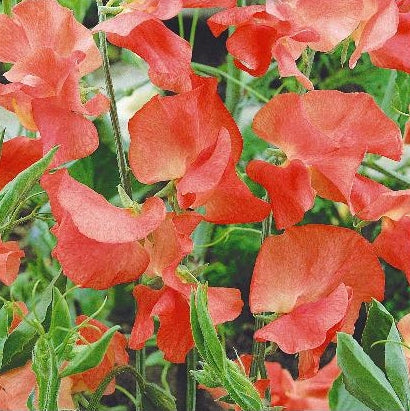 Ærteblomst 'Princess Elisabeth' - Frøsnapperen.dk