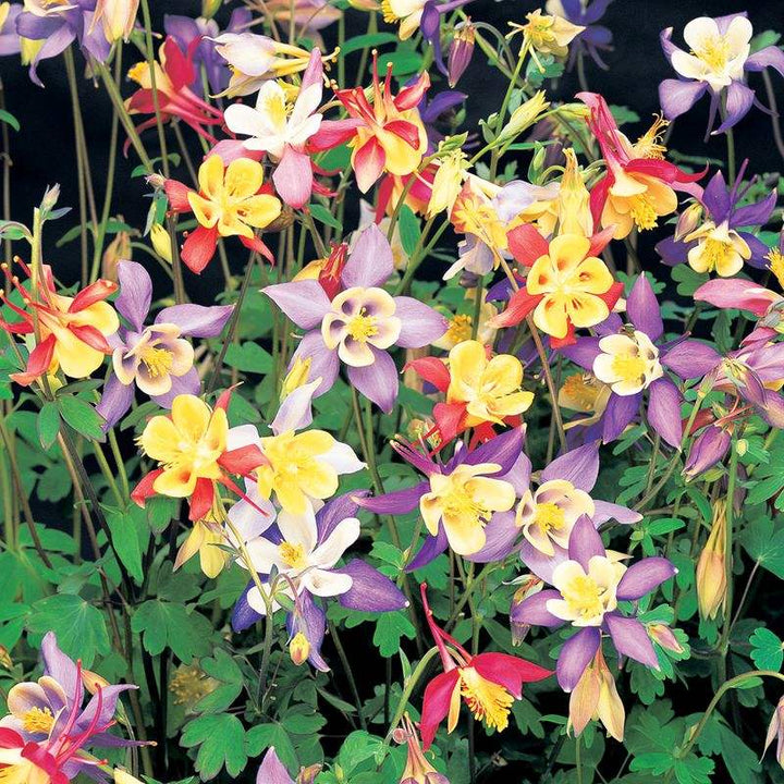 Akeleje 'Mckana Giant Hybrids' - Frøsnapperen.dk