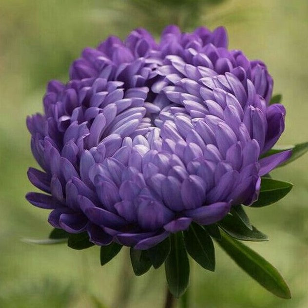 Kina Asters 'Blue Peony' - Frøsnapperen.dk