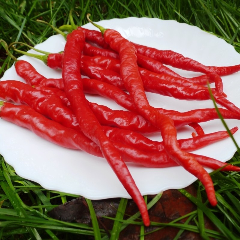Chili 'Cayenne' - Frøsnapperen.dk