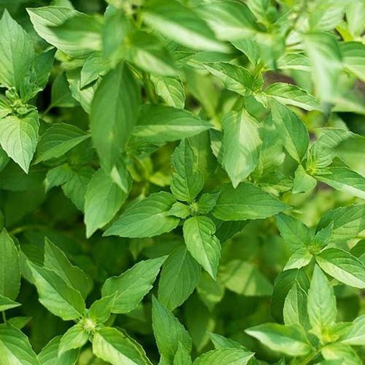 Basilikum 'Citron' - Frøsnapperen.dk