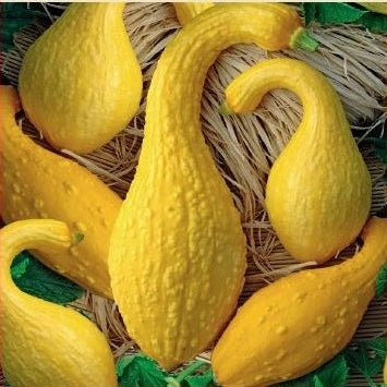 Squash 'Early Summer Crookneck' - Frøsnapperen.dk