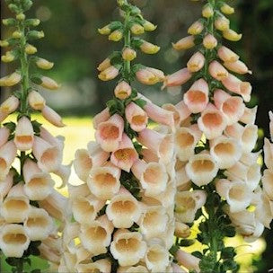 Fingerbøl 'Dalmatian Peach' - Frøsnapperen.dk