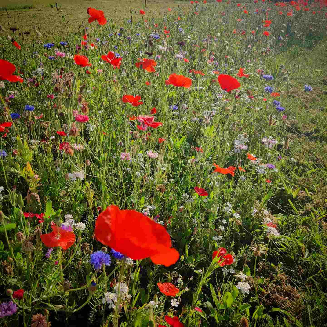Blomstermix 'Engblanding til lerjord' (7-8 m2) - Frøsnapperen.dk