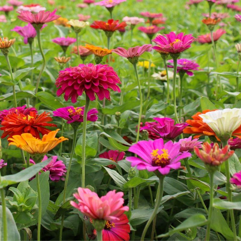 Frøkenhat (Zinnia elegans) 'Dahlia Flowered'