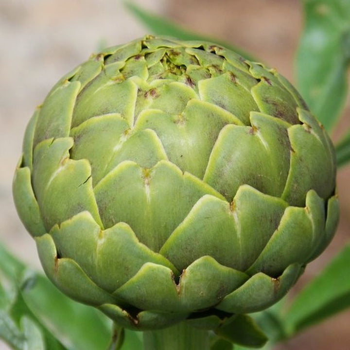 Artiskok 'Green Globe' - Frøsnapperen.dk