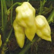 Chili 'Habanero', -hvid - Frøsnapperen.dk