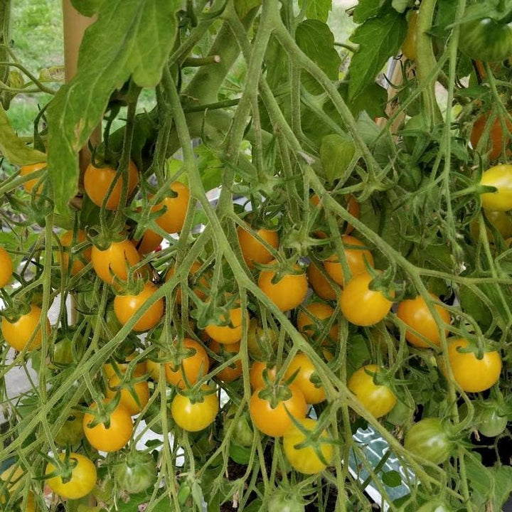 Tomat 'Ildi' - Frøsnapperen.dk