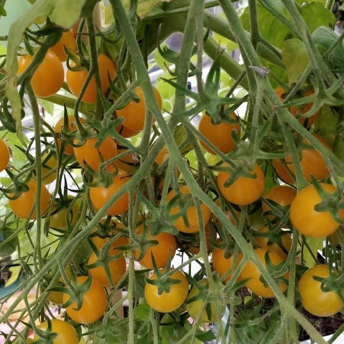 Tomat 'Ildi' - Frøsnapperen.dk