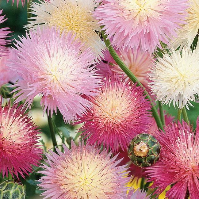Kornblomst 'Imperialis' mix - Frøsnapperen.dk