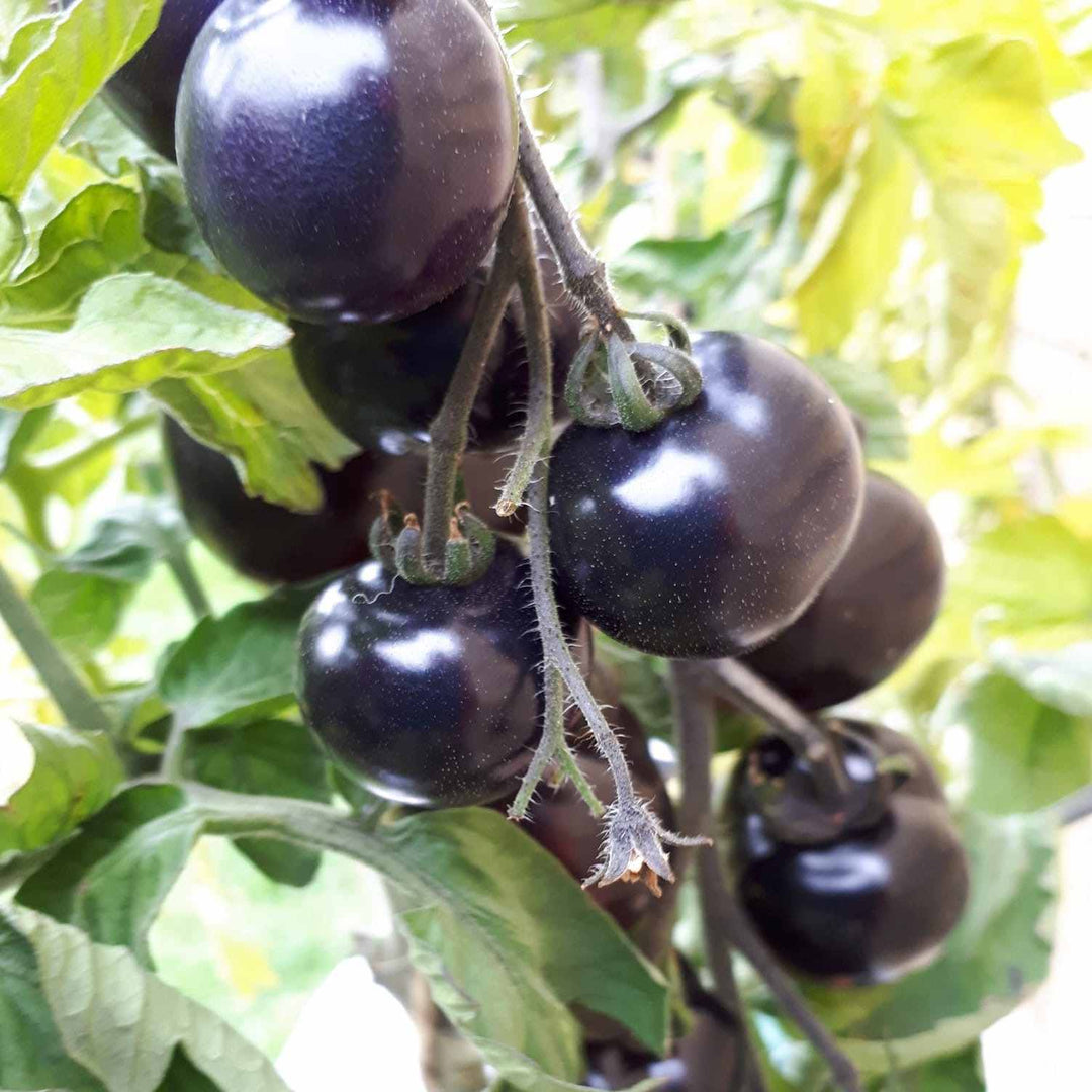 Tomat 'Indigo Rose' - Frøsnapperen.dk