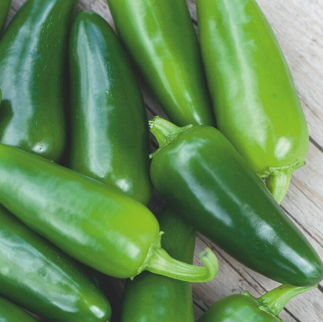 Chili 'Jalapeno' - Frøsnapperen.dk