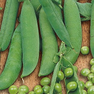 Ært 'Kelvedon Wonder' - Frøsnapperen.dk