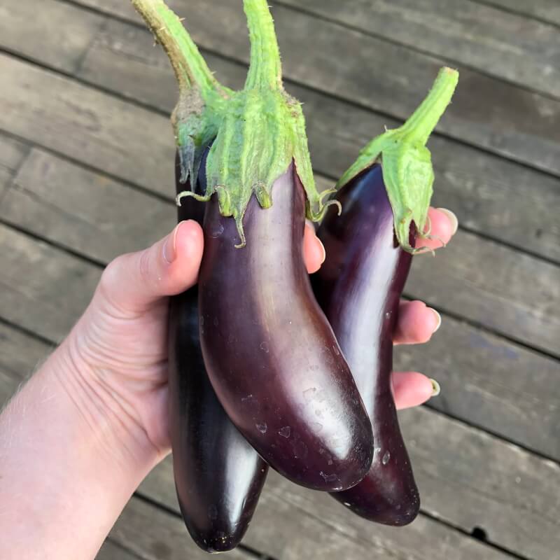 Aubergine 'Long Purple' - Frøsnapperen.dk