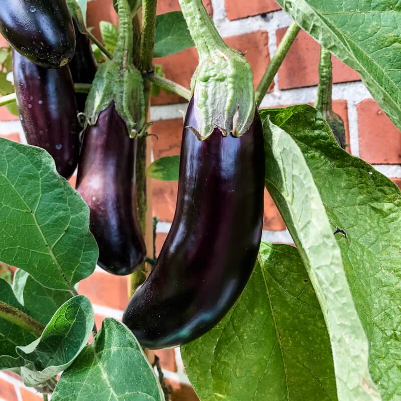 Aubergine 'Long Purple' - Frøsnapperen.dk