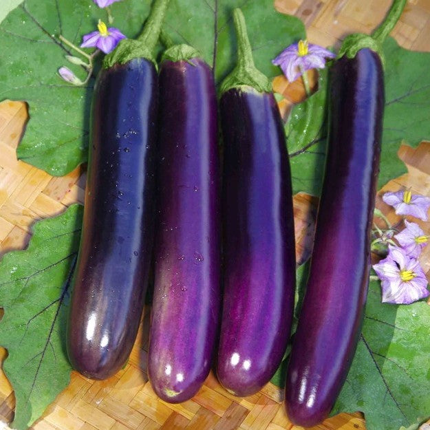 Aubergine 'Long Purple' - Frøsnapperen.dk