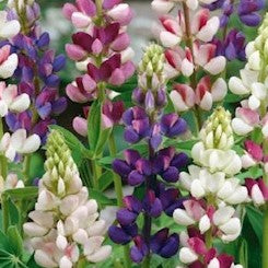 Lupin 'Pixie Delight' - Frøsnapperen.dk