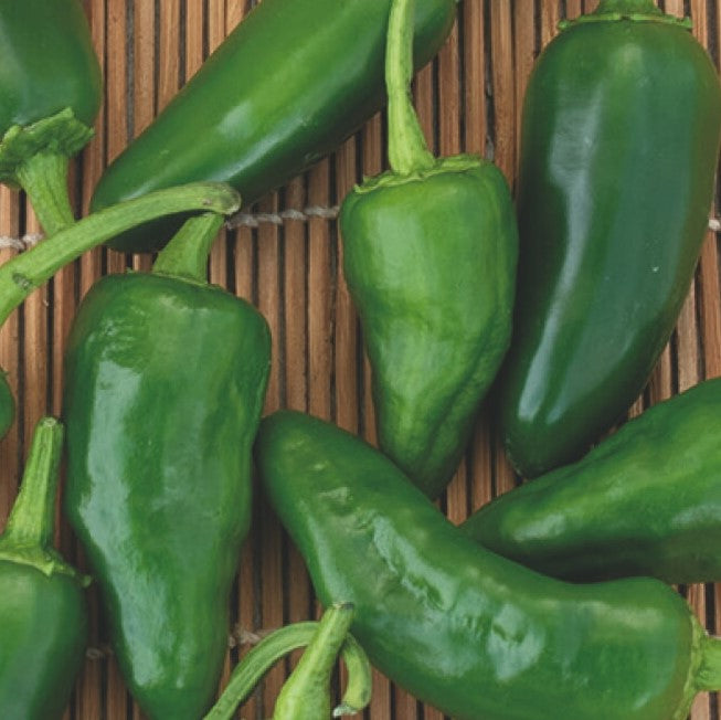 Chili 'Padron' - Frøsnapperen.dk