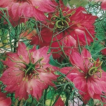 Jomfru i det grønne 'Persian Rose' - Frøsnapperen.dk