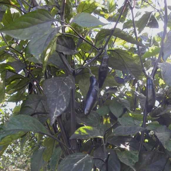 Chili 'Pimenta Da Neyde' - Frøsnapperen.dk