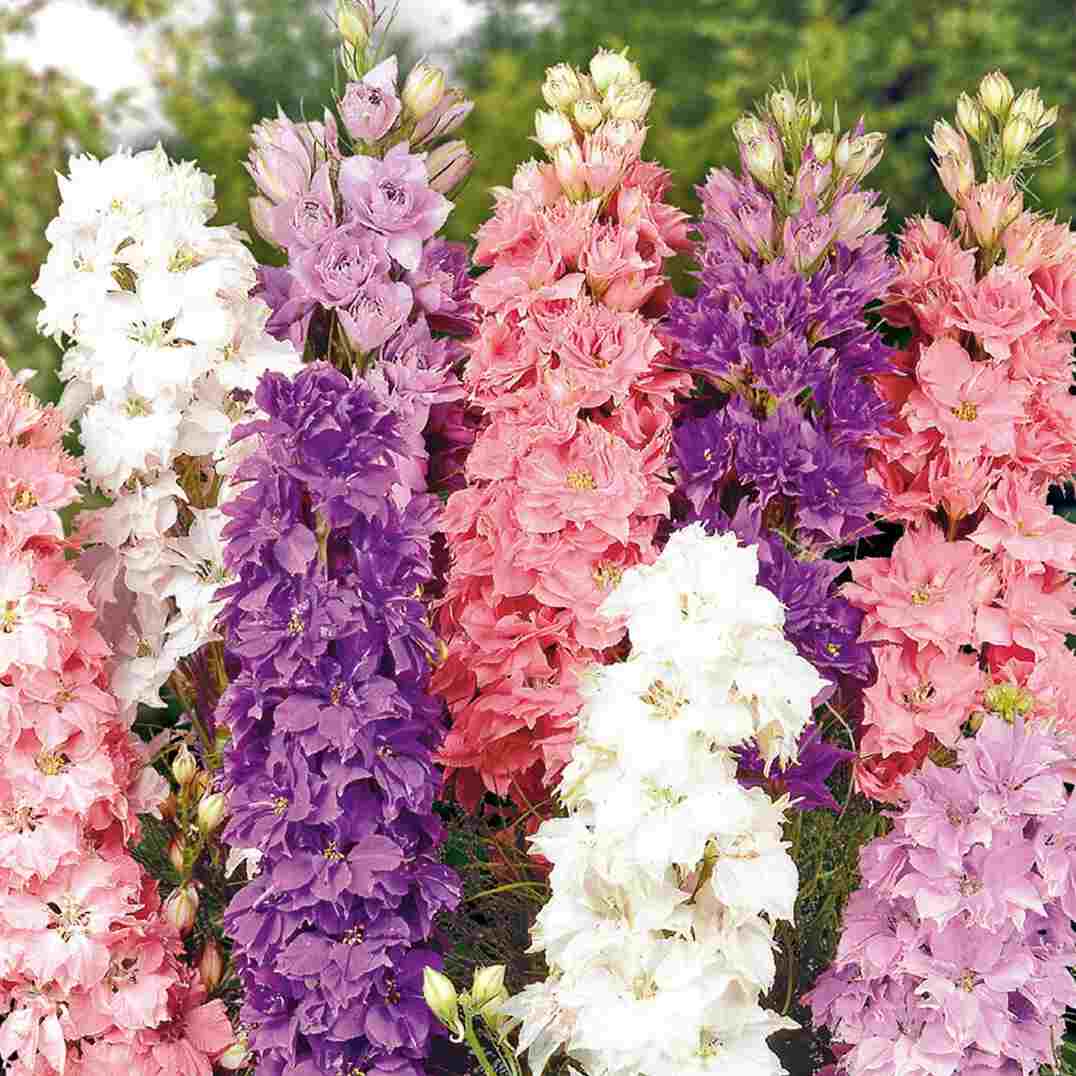 Ridderspore 'Larkspur Mix' - Frøsnapperen.dk