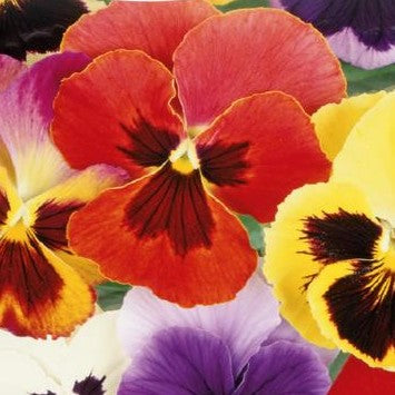 Stedmoderblomst 'Aalsmeer King Size Mixed' - Frøsnapperen.dk
