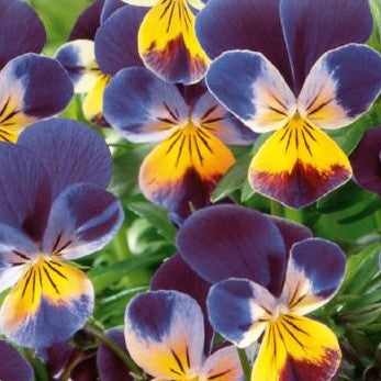 Stedmoderblomst 'Johnny Jump Up' - Frøsnapperen.dk