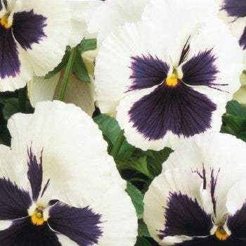 Stedmoderblomst 'Silverbride' - Frøsnapperen.dk