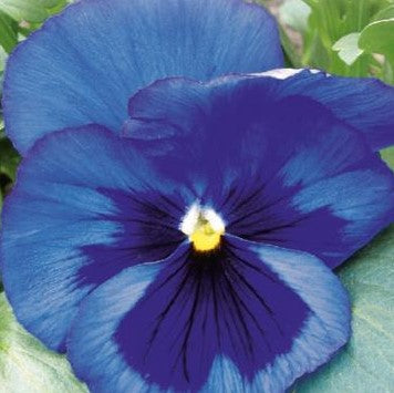 Stedmoderblomst 'Swiss Giants Blue' - Frøsnapperen.dk