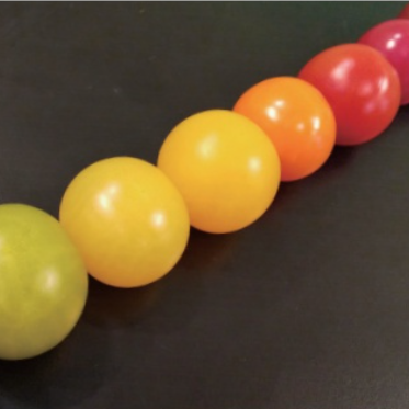 Tomat 'Sunpeach F1' - Frøsnapperen.dk