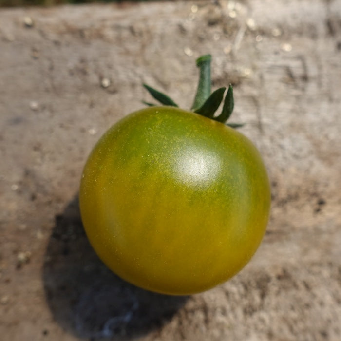 Tomat 'Sungreen F1' - Frøsnapperen.dk