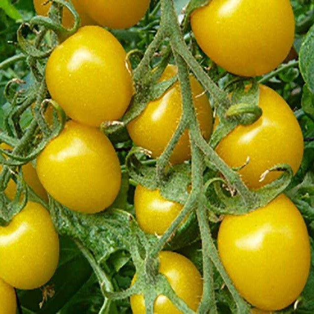 Tomat 'Sunlemon F1' - Frøsnapperen.dk