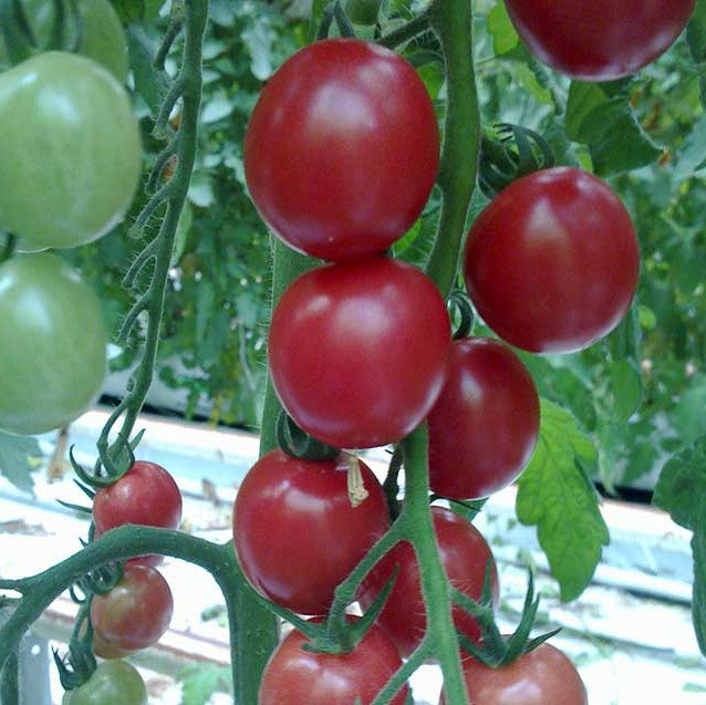 Tomat 'Sunpeach F1' - Frøsnapperen.dk