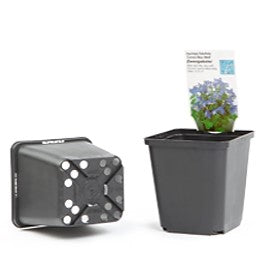 Firkantet potte af genbrugsplast - 9x9x9,5 cm - Frøsnapperen.dk