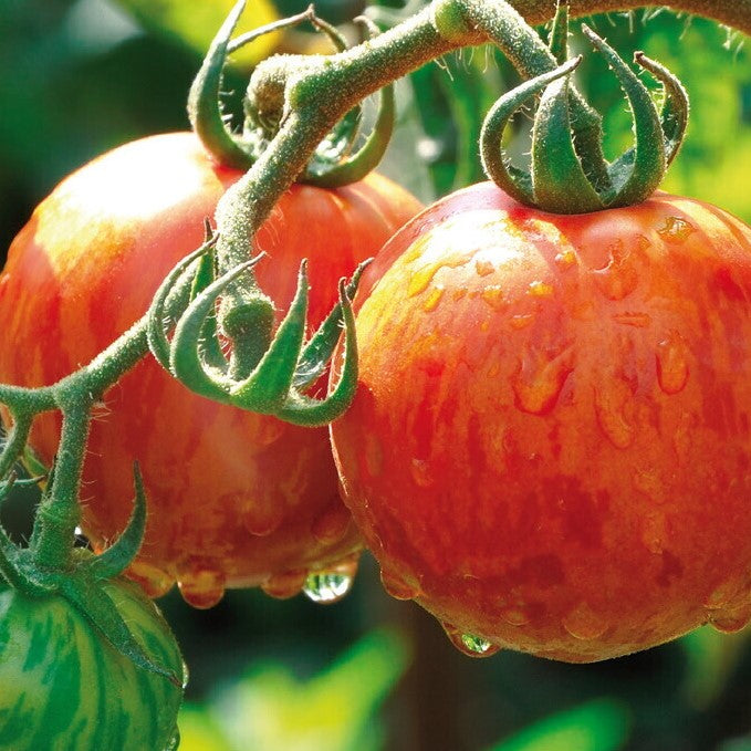 Tomat 'Tigerella' - Frøsnapperen.dk