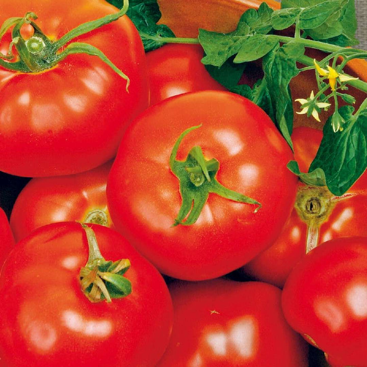 Tomat 'Moneymaker' - Frøsnapperen.dk